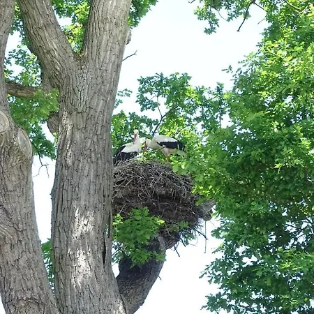 Gaestehaus Am Elberadweg By Alte Fischerkate Modlich
