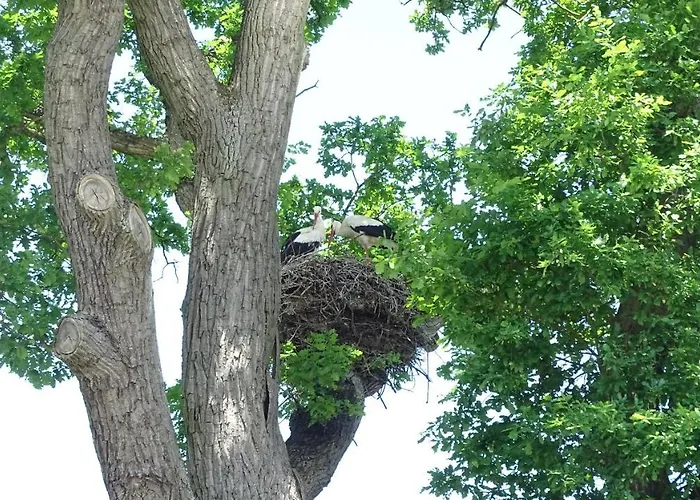 Gaestehaus Am Elberadweg By Alte Fischerkate Modlich